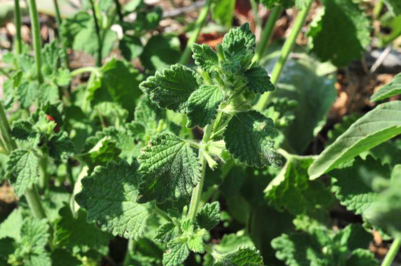 Ballota nigra sl.